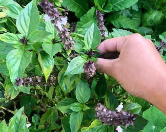 Thai Sweet Basil Seeds – Easy To Grow, Heat Tolerant, Aromatic Herb