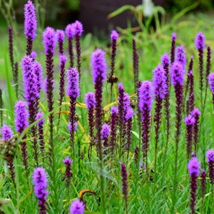 Marsh Blazing Star (Liatris Spicata) Flower Seeds – Wildflowers That Attract Butterflies & Pollinators