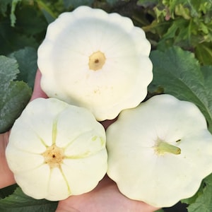 Early White Bush Scallop Patty Pan Squash Vegetable Seeds