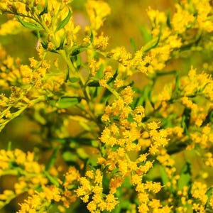 May include: A close-up of a cluster of bright yellow flowers with green stems and leaves. The flowers are in bloom and have a delicate, feathery appearance.