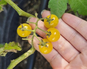 Rare Yellow Everglades Tomato Seeds – Thrives in Heat & Humidity