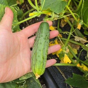 Heirloom Spacemaster Cucumber Seeds – Compact Bush Variety Perfect For Containers Or GreenStalk Garden Towers
