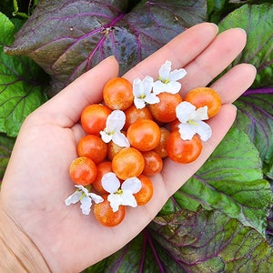 Mexico Midget Cherry Heirloom Tomato Vegetable Seeds