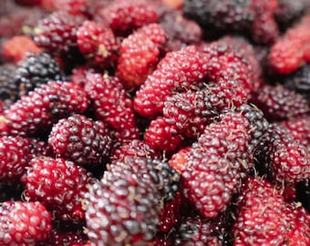Red Mulberry Tree Live Plant | American Mulberry Fruit Tree Starter | Native Edible Tree