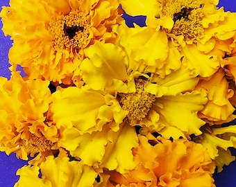 Crackerjack African Marigold Mix Heirloom Flower Seeds