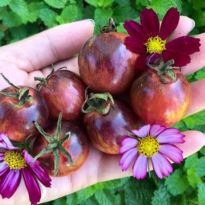 Black Strawberry Cherry Heirloom Tomato Vegetable Seeds