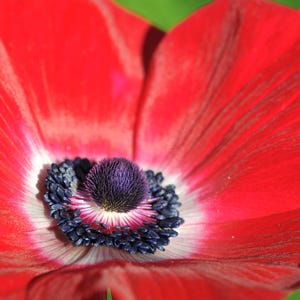 Red Poppy Flower Seeds – Vibrant Blooms for Garden & Meadow