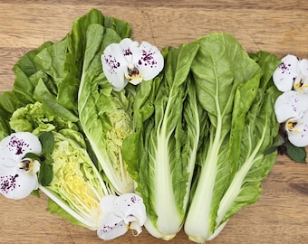 Taiwan Pac Choi aka Bok Choy Seeds - Fast Growing, Easy Garden Greens