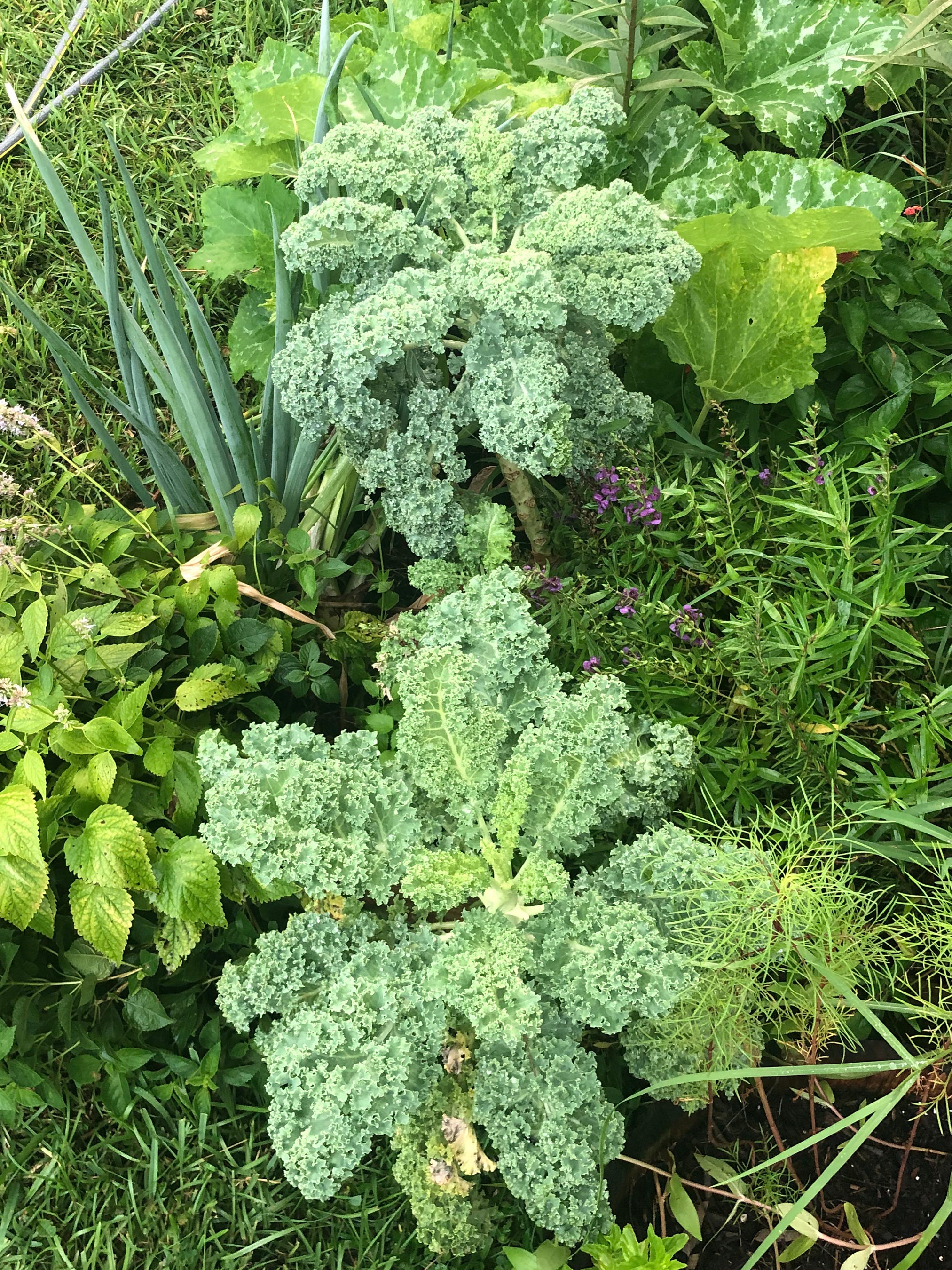 Vates Blue Scotch Curly Leaf Kale Heirloom Vegetable Seeds - Etsy