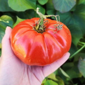 Neves Azorean Red Beefsteak Heirloom Indeterminate Tomato Vegetable Seeds