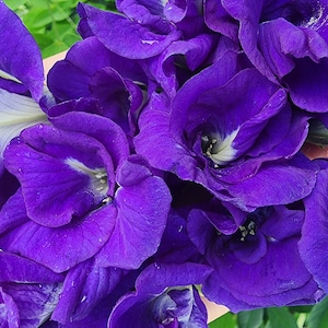 Thai Double Blue Butterfly Pea Heirloom Flower Seeds