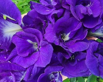 Thai Double Blue Butterfly Pea Heirloom Flower Seeds