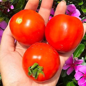 Floridade Heat Tolerant Red Heirloom Tomato Vegetable Seeds - Determinate Tomato Seeds