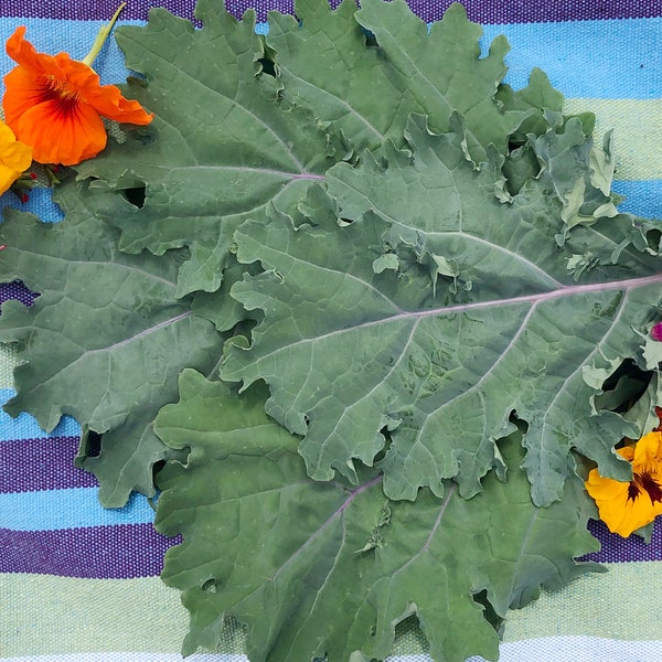 Red Russian Frilly Leaf Kale Heirloom Vegetable Seeds