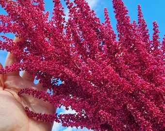 Red Garnet Amaranth Seeds - Heirloom Flower & Grain Seeds