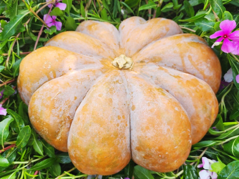 jerrasgarden Musquee de Provence Pumpkin Seeds
