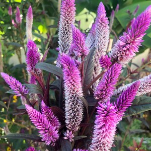 Celosia Pink Purple Burgundy Leaves Flower Seeds image 2