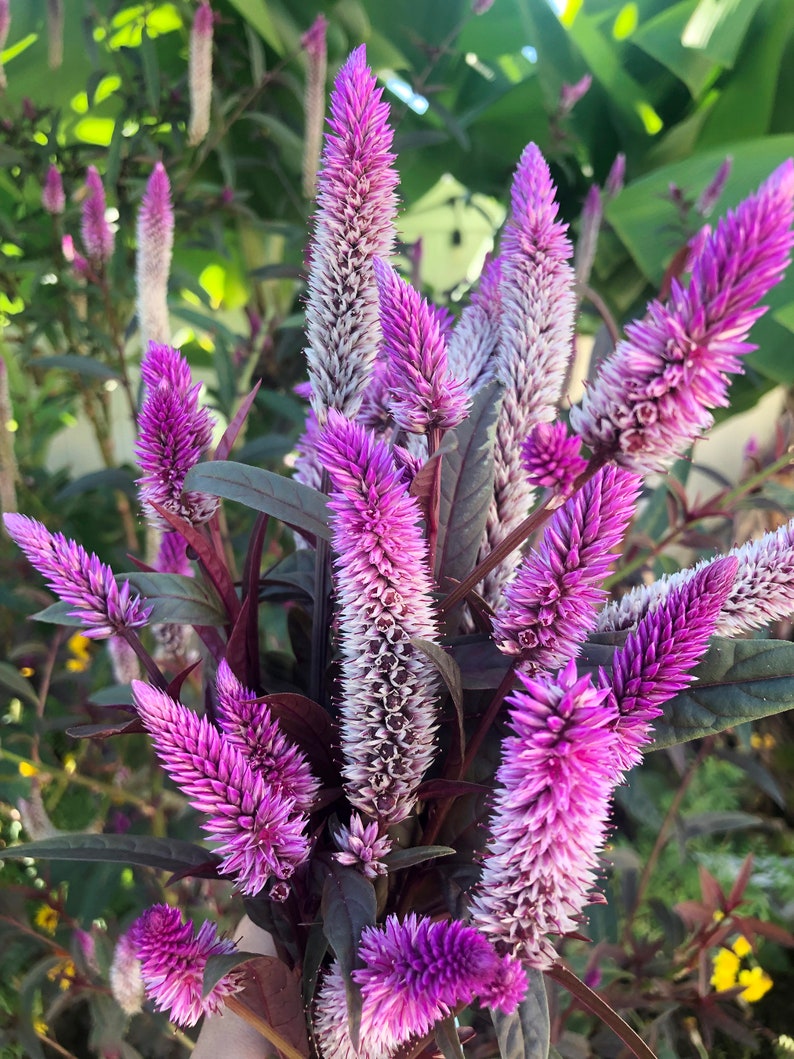 Celosia Pink Purple Burgundy Leaves Flower Seeds image 2