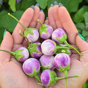 Thai Lavender Frog Miniature Eggplant Heirloom Vegetable Seeds