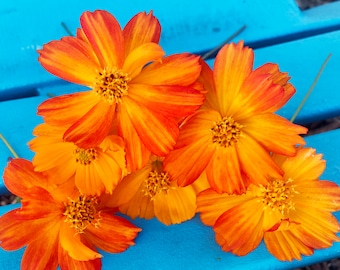 Bright Lights Orange & Yellow Cosmos Heirloom Annual Flower Seeds