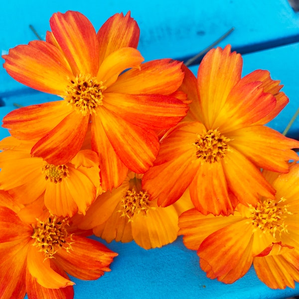 Bright Lights Orange & Yellow Cosmos Heirloom Annual Flower Seeds