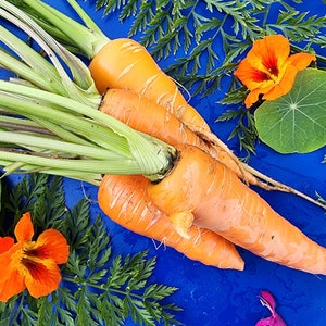 Heirloom Danvers Half-Long Carrot Seeds – Perfect for Beginners & Home Gardens