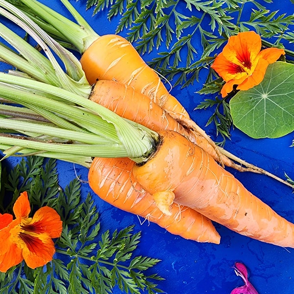 Danvers Orange Carrot Heirloom Vegetable Seeds