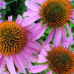 Echinacea Purple Coneflower Heirloom Perennial Flower Seeds