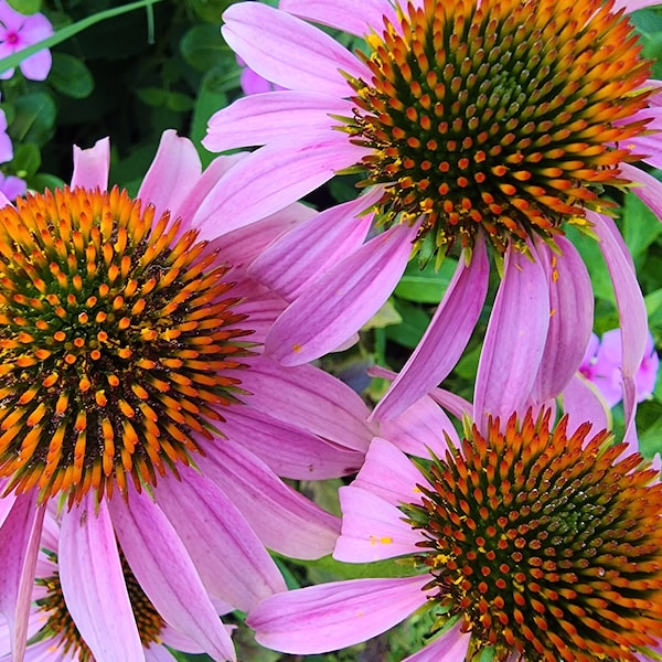 Echinacea Purple Coneflower Heirloom Perennial Flower Seeds