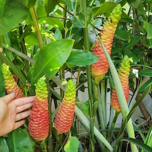 Awapuhi Red Shampoo Ginger aka Pinecone ginger Starter/Sprouted LIVE Plant (Zingiber zerumbet)