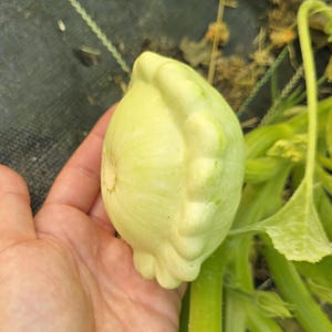 Bennings Green Tint Squash Seeds – Tender, Flavorful, Easy To Grow, Summer Squash Garden Seeds