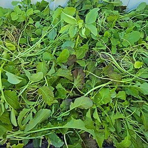 Caliente Rojo Mustard Blend Seeds | Biofumigant Cover Crop | Root Knot Nematode Suppression | 100 Square Feet