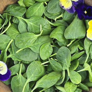 Viroflay Heirloom Spinach Seeds - Smooth Spinach Perfect for Salads & Cooking!