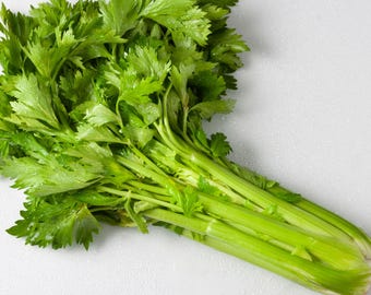 Utah 52 Tall Celery Seeds - Grow This Extra Tall & Crisp Heirloom Celery Variety