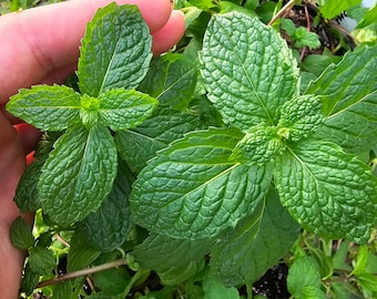 Mojito Mint LIVE Rooted Plant - Tropical Herb LIVE plant Produced In The USA