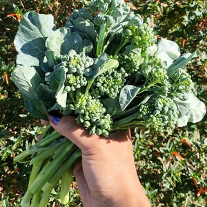 Puede incluir: Un manojo de br&oacute;coli verde fresco con hojas, sostenido en una mano.