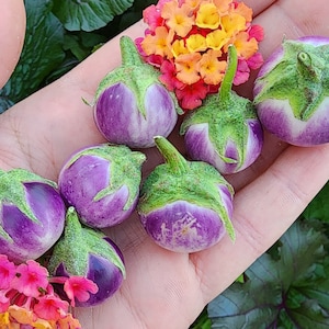 Thai Lavender Frog Miniature Eggplant Heirloom Vegetable Seeds