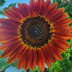 Red Sun Sunflower Dark Red & Mixed Colors Annual Heirloom Flower Seeds