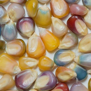 May include: Close-up of a collection of colorful corn kernels. The kernels display a variety of colors, including yellow, purple, blue, and red. The kernels are smooth and have a glossy appearance, suggesting they are fresh.