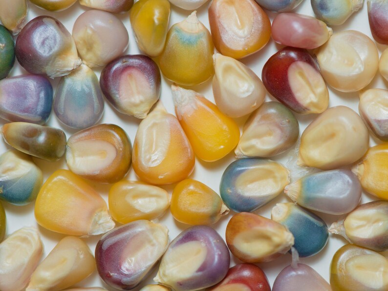 May include: Close-up of a collection of colorful corn kernels. The kernels display a variety of colors, including yellow, purple, blue, and red. The kernels are smooth and have a glossy appearance, suggesting they are fresh.