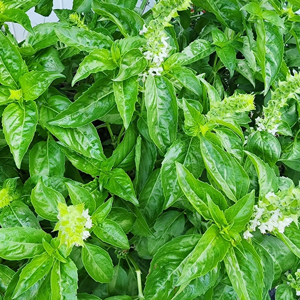 Italian Large Leaf Sweet Basil Herb Heirloom Seeds