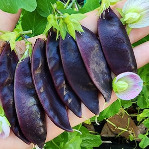 Royal Snow Purple Podded Snow Pea Heirloom Vegetable Seeds