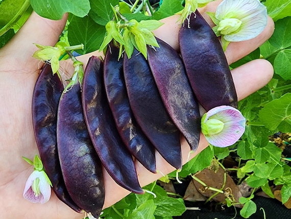 Graines de légumes anciens pois mange-tout en gousses Royal Snow Purple -   Canada