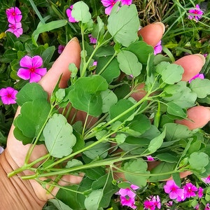 Papalo Quilquiña Non-Soapy Flavor Substitute for Cilantro Herb Heirloom Seeds