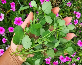 Papalo Quilquiña Non-Soapy Flavor Substitute for Cilantro Herb Heirloom Seeds