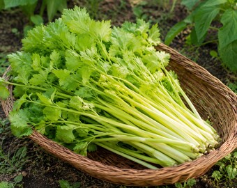 Golden Yellow Chinese Celery Seeds – Heirloom Asian Vegetable, Open Pollinated, Non-GMO, Kintsai for Stir Fry & Soups