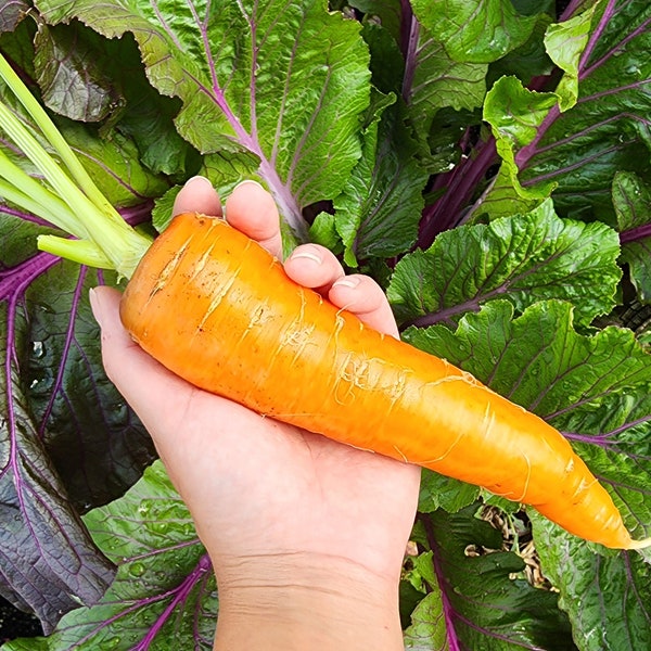 Kuroda Japanese Orange Carrot Heirloom Vegetable Seeds