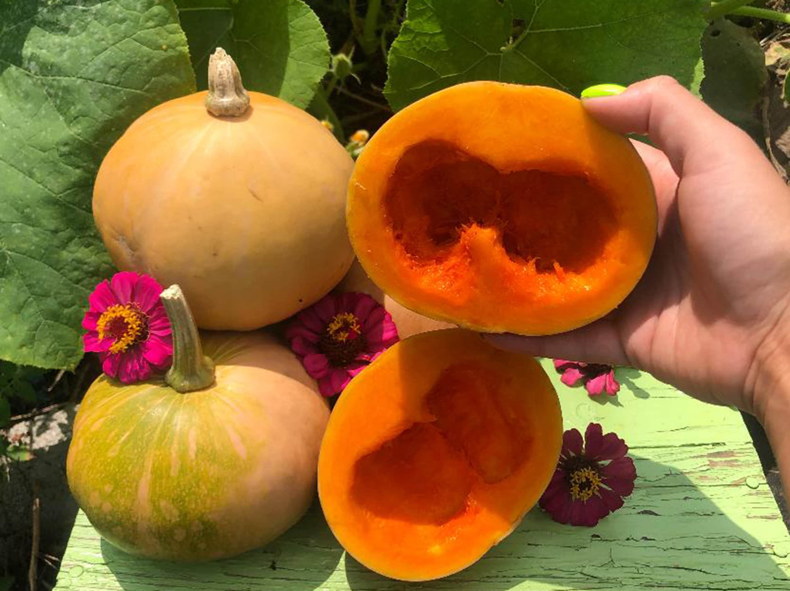 Seminole Pumpkin Florida Native Heirloom Vegetable Seeds Etsy
