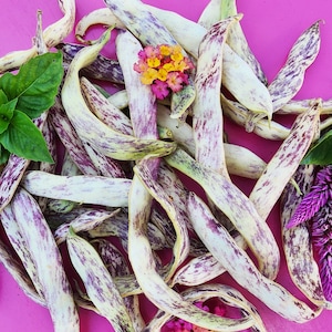 Dragon Tongue Bush Beans Heirloom Vegetable Seeds