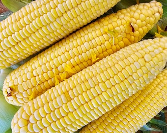 Kandy Korn Sweet Corn Seeds - Extra Sweet Hybrid Yellow Sweet Corn Vegetable Seeds